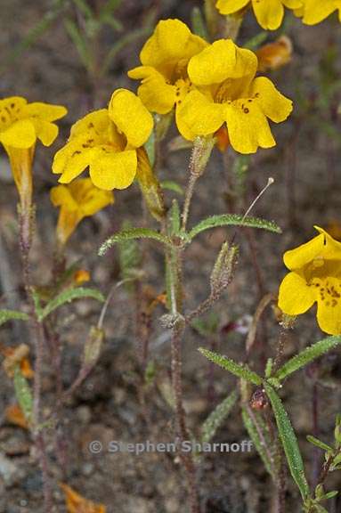 erythranthe montioides 4 graphic